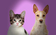 Foto: Close-up Of Cat And Dog Close-up Of Cat And Dog