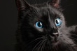 Photo: Black cat on black background Black cat on black background