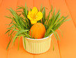 Easter egg in bowl with grass on orange wooden table close up