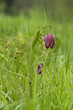 Schachblume