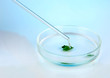 Chemical research in Petri dish on light blue background