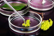 Chemical research in Petri dishes on dark purple background
