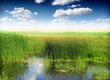 Big swamp