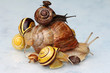 Schneckenskulptur