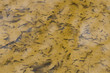 hojas de roble caidas
