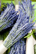Lavanda