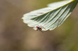 Ixodes scapularis