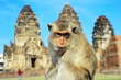 Foto: Portrait of a Monkey Portrait of a Monkey
