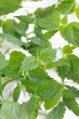 Brennessel, Urtica