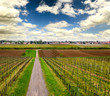 Photo: Weinberg im Frühling in der Pfalz Weinberg im Frühling in der Pfalz
