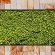 Stone brick wall and green leaf