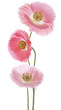 poppy