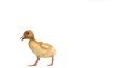 Video: Duckling running on white background Duckling running on white background