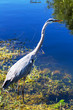 Heron in Everglades