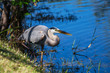 Heron in Everglades