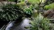 Ferns and Hostas along a Creek in Crystal Springs Garden 1080p