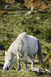 wild white horse
