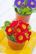 Primula