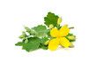 Sprig celandine.