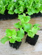plants de salade batavia