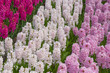 hyacinths in the spring garden