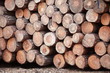 Photo: pile of wooden logs - close up pile of wooden logs - close up