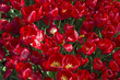 red tulips close up in detail