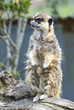 meerkat standing