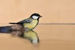 Parus major in the water.