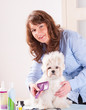 Photo: Dog grooming Dog grooming