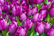 purple tulips