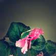 pink flower over dark