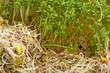 Fresh alfalfa sprouts and cress on white background