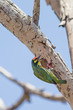 Coppersmith Barbet bird at his home on the tree