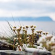 Arktischer Frühling