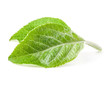 Apple leaf isolated on white background