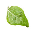 Apple leaf isolated on white background