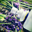 lavender fragrance