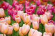 pink and red tulips in the garden