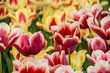 spring tulips in the garden