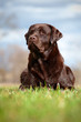 brown labrador retriever dog portrait