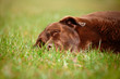 brown labrador dog lying on the grass