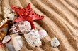 Photo : sea star and shells on the sandy beach sea star and shells on the sandy beach