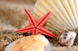 sea star and shells on the sandy beach