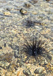 Sea urchins in shallow water.