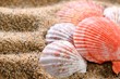 sea shells on the sandy beach
