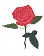 rosa roja