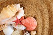 Photo : sea star and shells on the sandy beach sea star and shells on the sandy beach