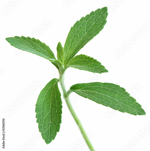Illustration: Stevia Stevia