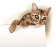 hand drawn illustration of  the cat with banner. Watercolor styl